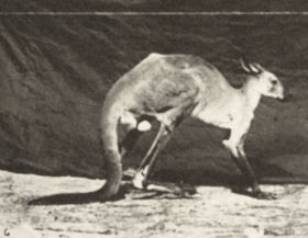 Plate 751 Kangaroo walking on all fours, changing to jumping — figure reference